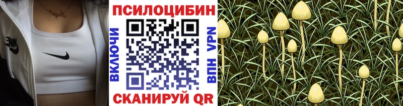 Псилоцибиновые грибы Cubensis  Арск 